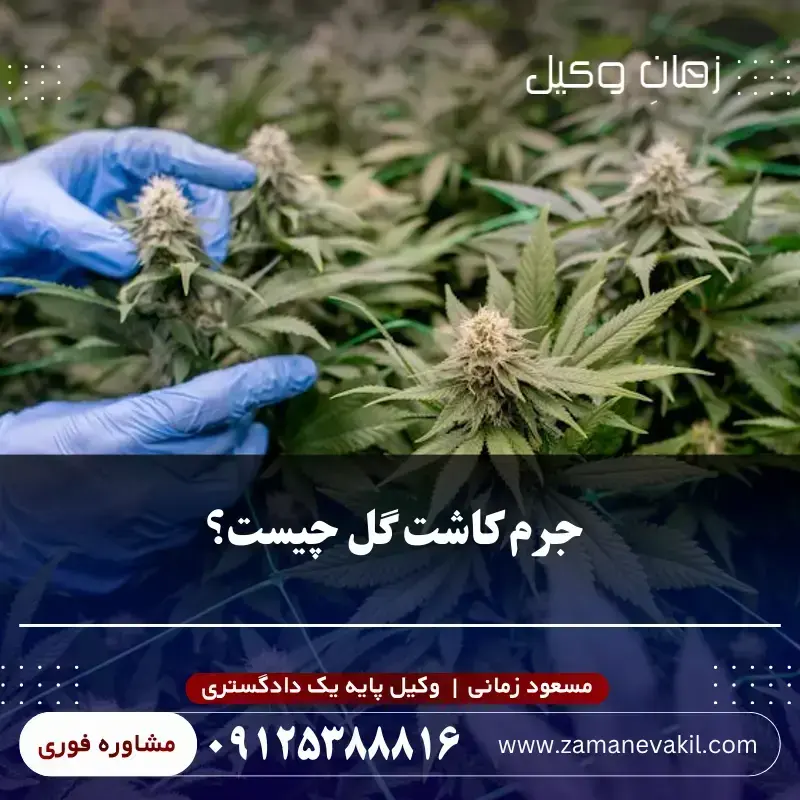 جرم کاشت و پرورش گل (ماری جوانا) چیست؟