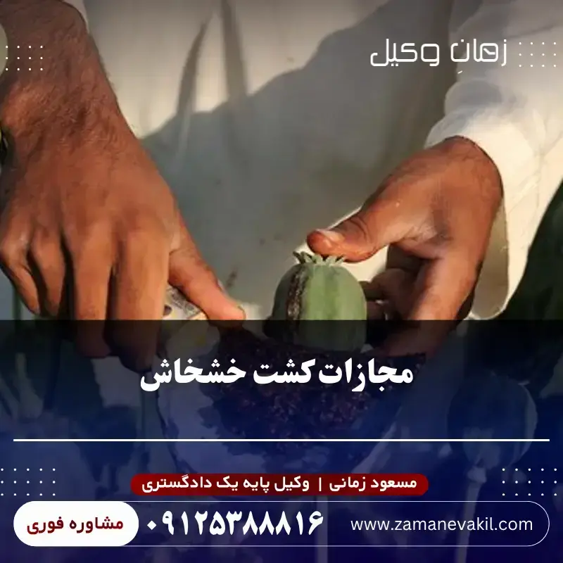 مجازات کشت خشخاش برای تولید تریاک مجازات کشت خشخاش برای تولید تریاک